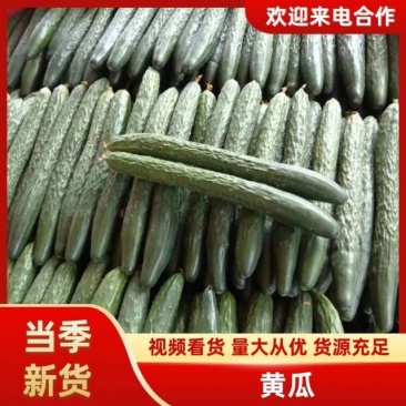 新鲜精品黄瓜。产地直发，支持全国发货