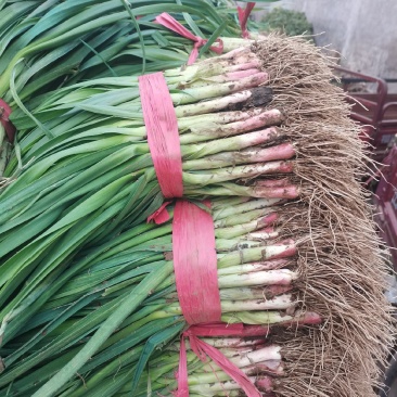 河南内黄精品红根蒜苗货源充足，质量保证，价格美丽，欢迎咨