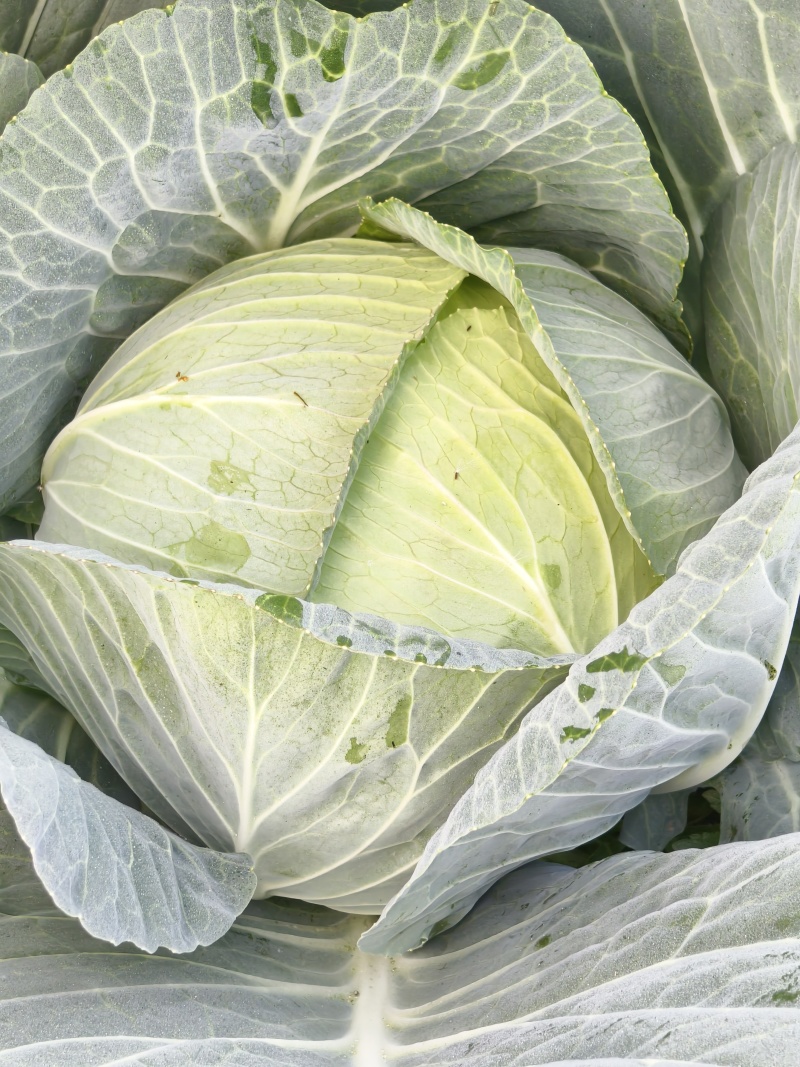 新鲜莲花白，产地直供，品质保证，**特惠！