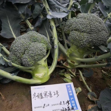 产地大量供应价格优惠，欢迎咨询订购。