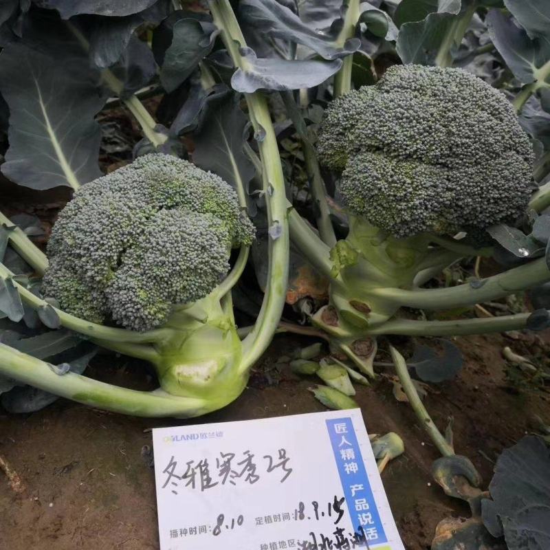 产地大量供应价格优惠，欢迎咨询订购。