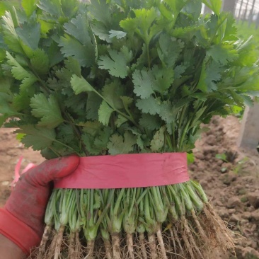 河南内黄精品香菜