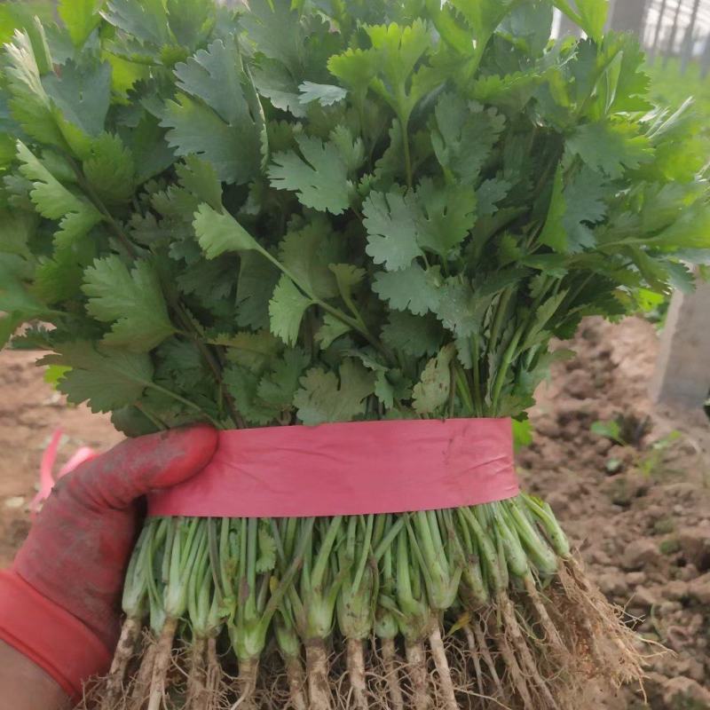 河南内黄精品香菜