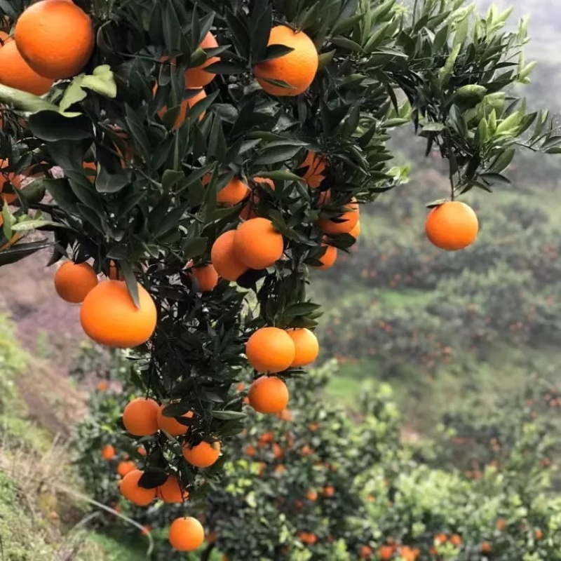 纽荷尔脐橙产地直发湖南本地橙子全国发货电商市场货