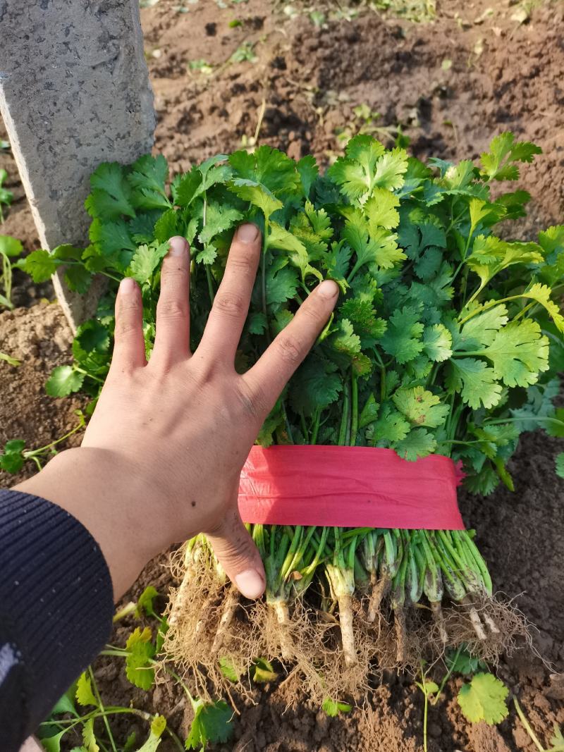 河南内黄精品香菜