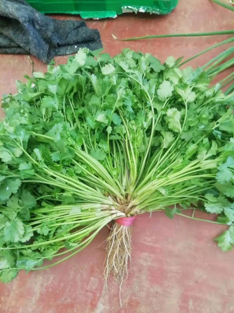 河南内黄精品香菜