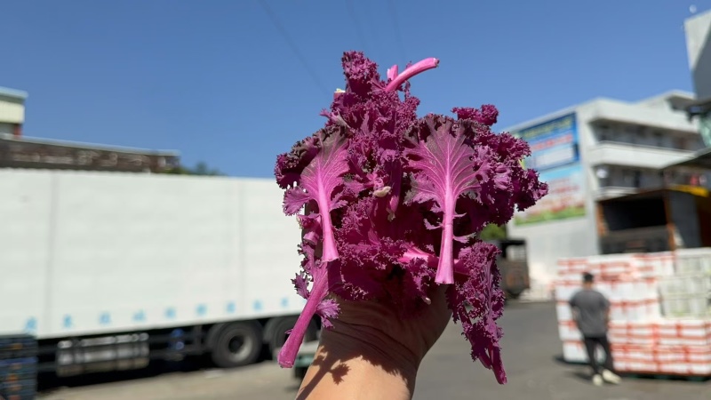 基地直供红羽衣甘蓝