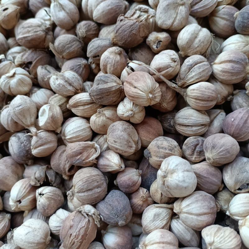 白蔻/白豆蔻/波蔻/精选好货/量大可商议，全国包邮
