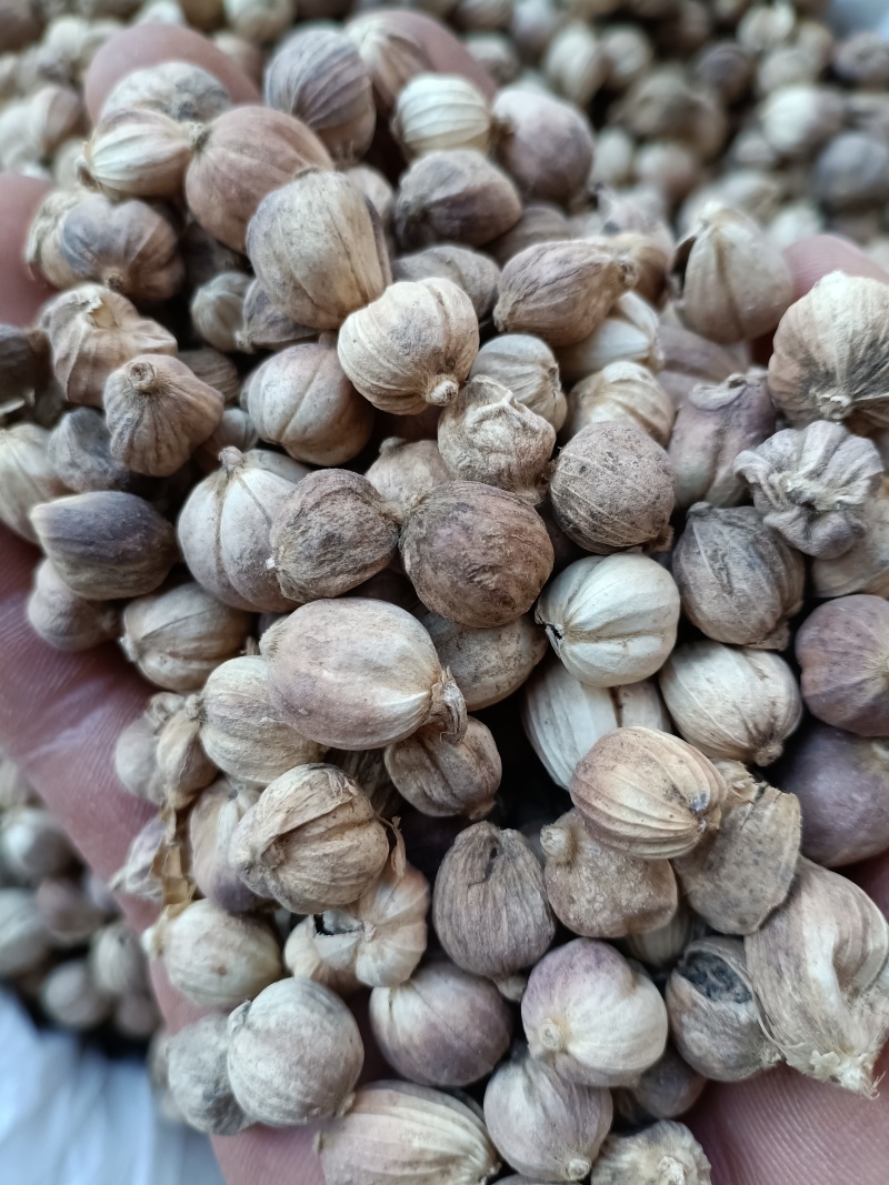 白蔻/白豆蔻/波蔻/精选好货/量大可商议，全国包邮
