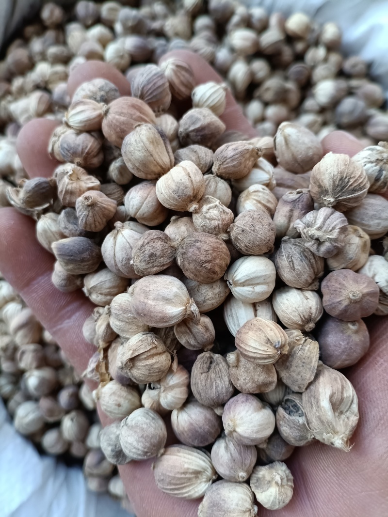 白蔻/白豆蔻/波蔻/精选好货/量大可商议，全国包邮