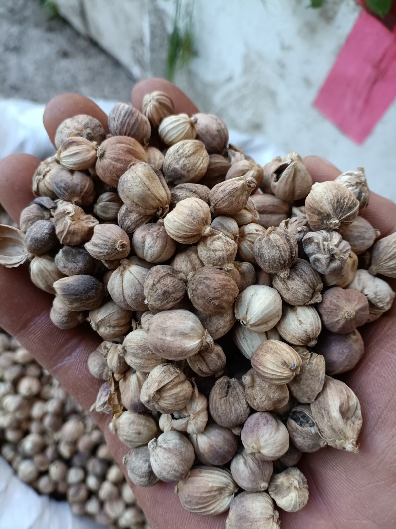 白蔻/白豆蔻/波蔻/精选好货/量大可商议，全国包邮