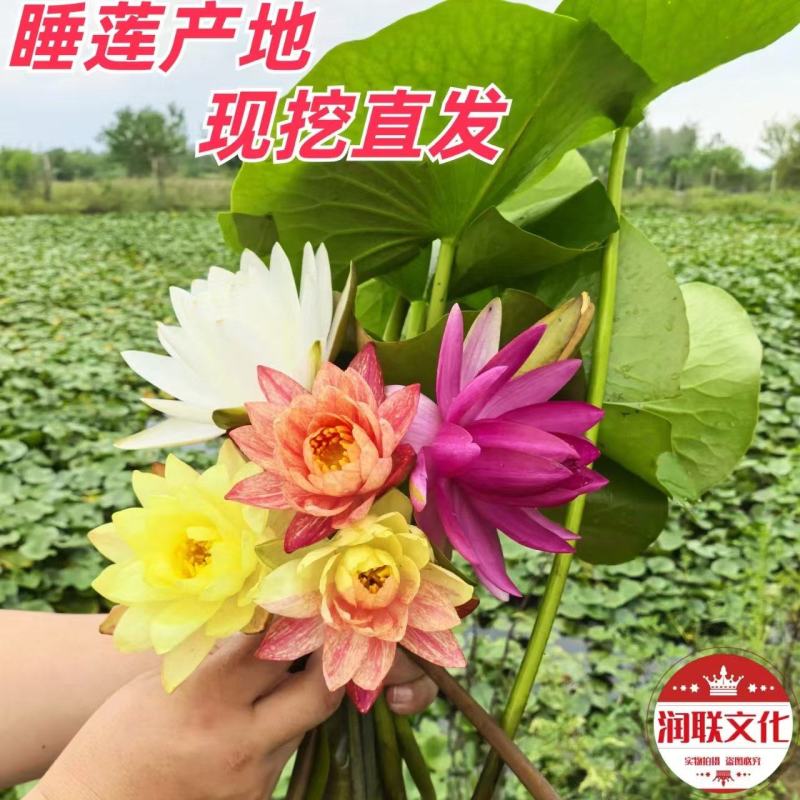 大红睡莲产地直发一手货源欢迎各地客商洽谈合作