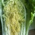 湖北麻叶菜皱叶青菜麻叶青白菜自家种植货源充足量大从优