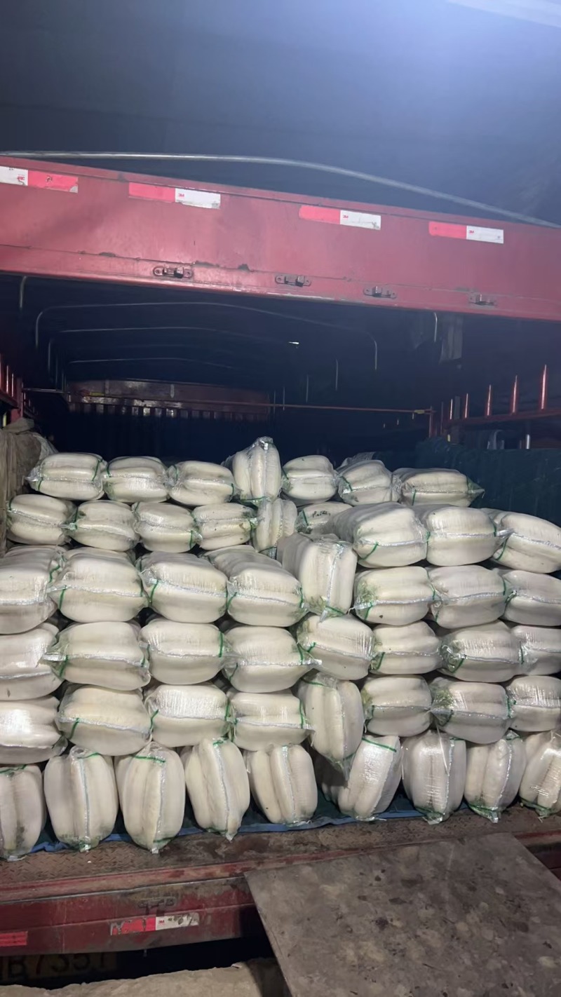 精品白萝卜大量上市品质保证量大从优一手货源