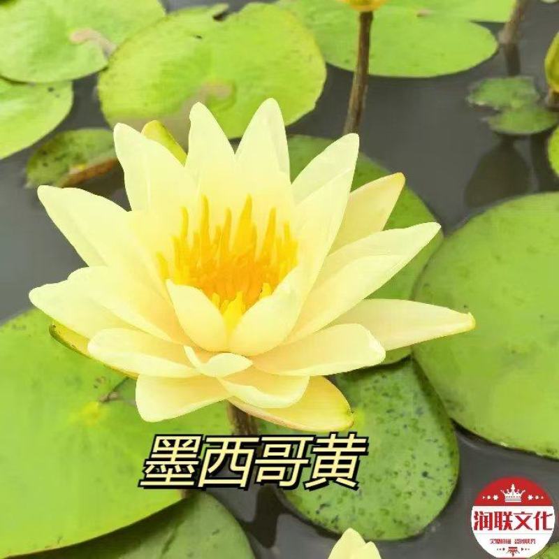墨西哥黄睡莲产地直发一手货源欢迎各地客商洽谈合作