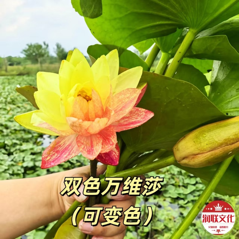 大万维莎睡莲产地直发一手货源欢迎各地客商洽谈合作