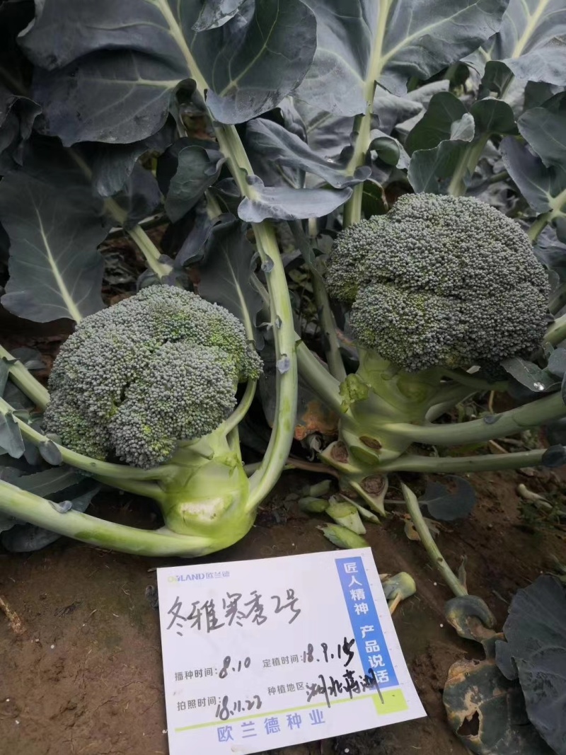 产地大量供应价格优惠，欢迎咨询订购。