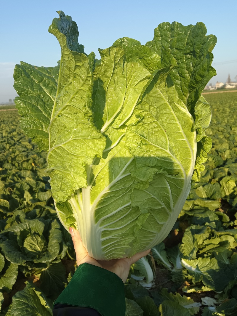 湖北精品矮白菜黄心白菜大量上市品质保证一手货源