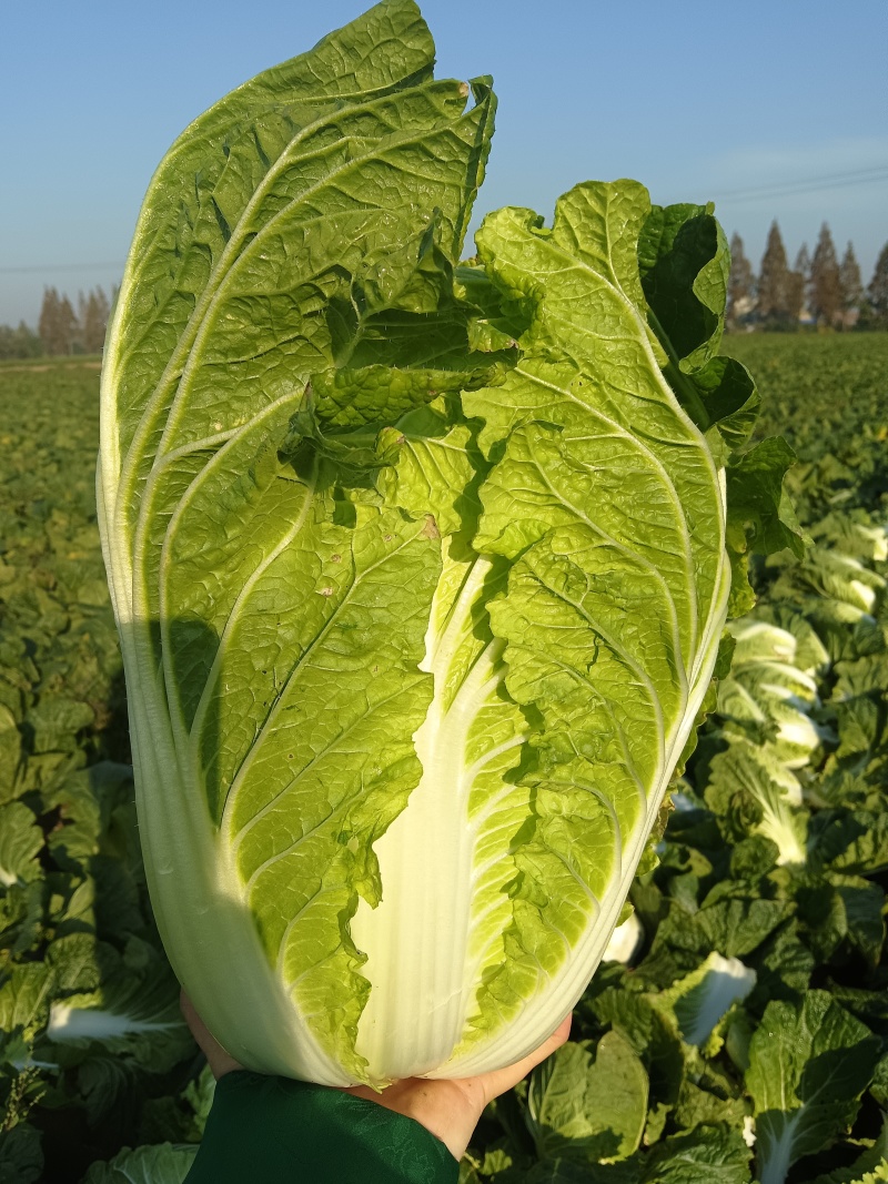 湖北精品矮白菜黄心白菜大量上市品质保证一手货源