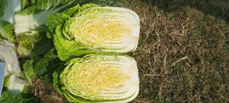 湖北精品矮白菜黄心白菜大量上市品质保证一手货源