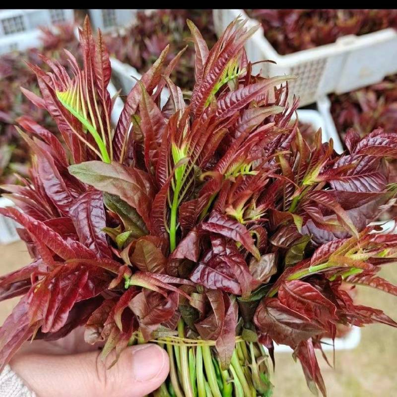 精品香椿芽红香椿芽味道鲜美营养丰富欢迎大家联系购买