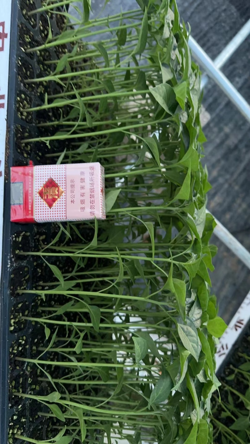 精品辣椒苗质量保障根系发达