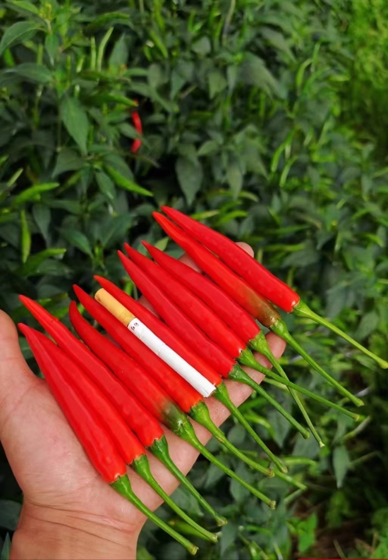 精品辣椒苗质量保障根系发达