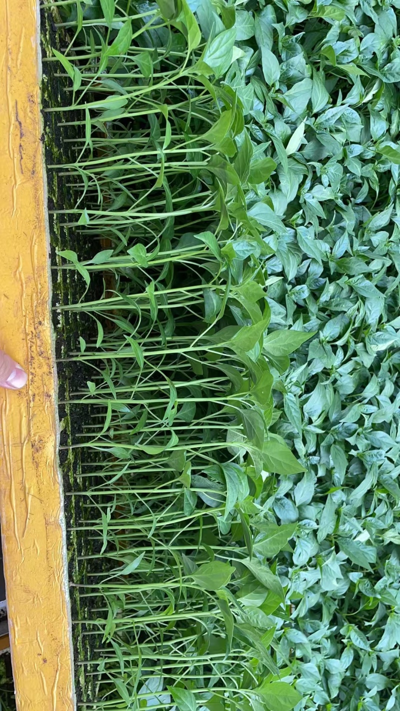 精品辣椒苗质量保障根系发达