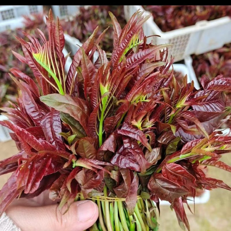 精品香椿芽红香椿芽味道鲜美营养丰富欢迎大家联系购买