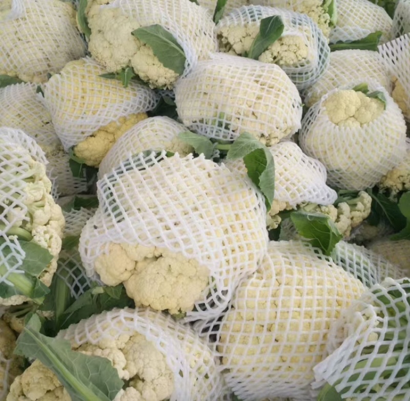 河南精品有机花菜，产地直销，货源充足，欢迎咨询