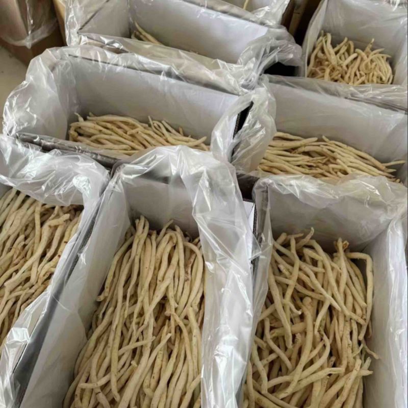 中条/小条沙参品质好价格便宜