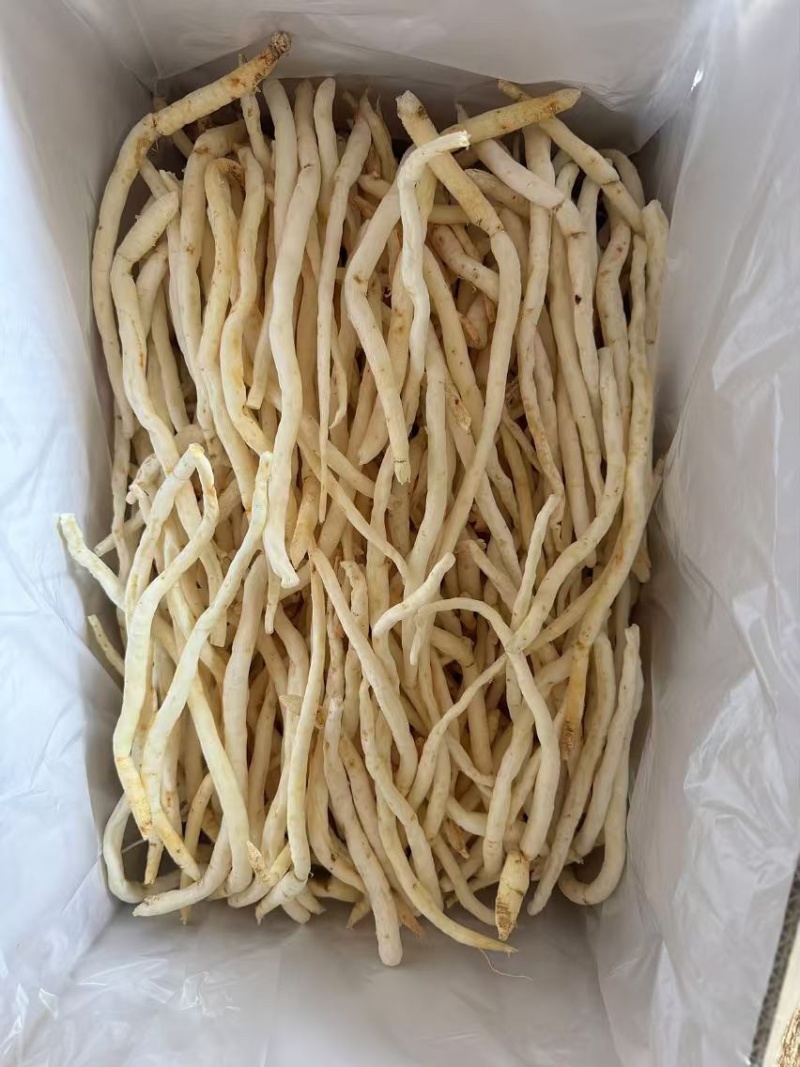中条/小条沙参品质好价格便宜