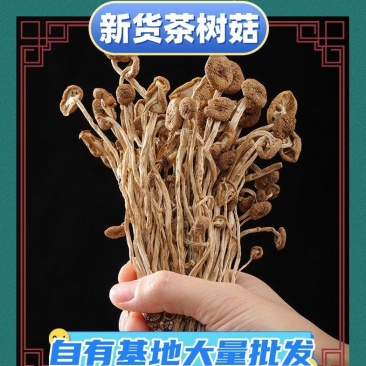 福建古田3号5号不开伞茶树菇茶新菇产地直发量大从优