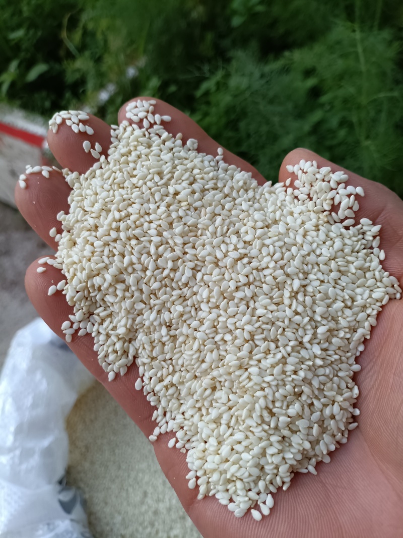 芝麻/虎爷白芝麻/精选好货/批发兼零售，量大可商议，包邮