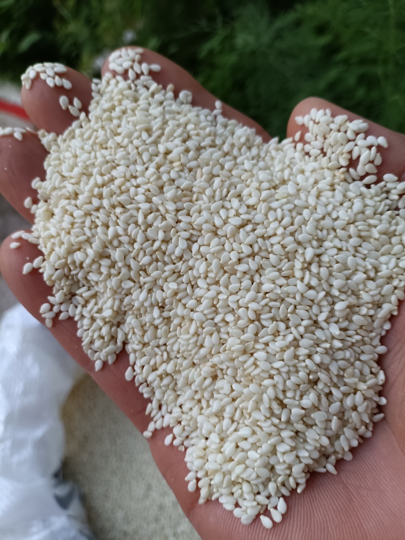 芝麻/虎爷白芝麻/精选好货/批发兼零售，量大可商议，包邮