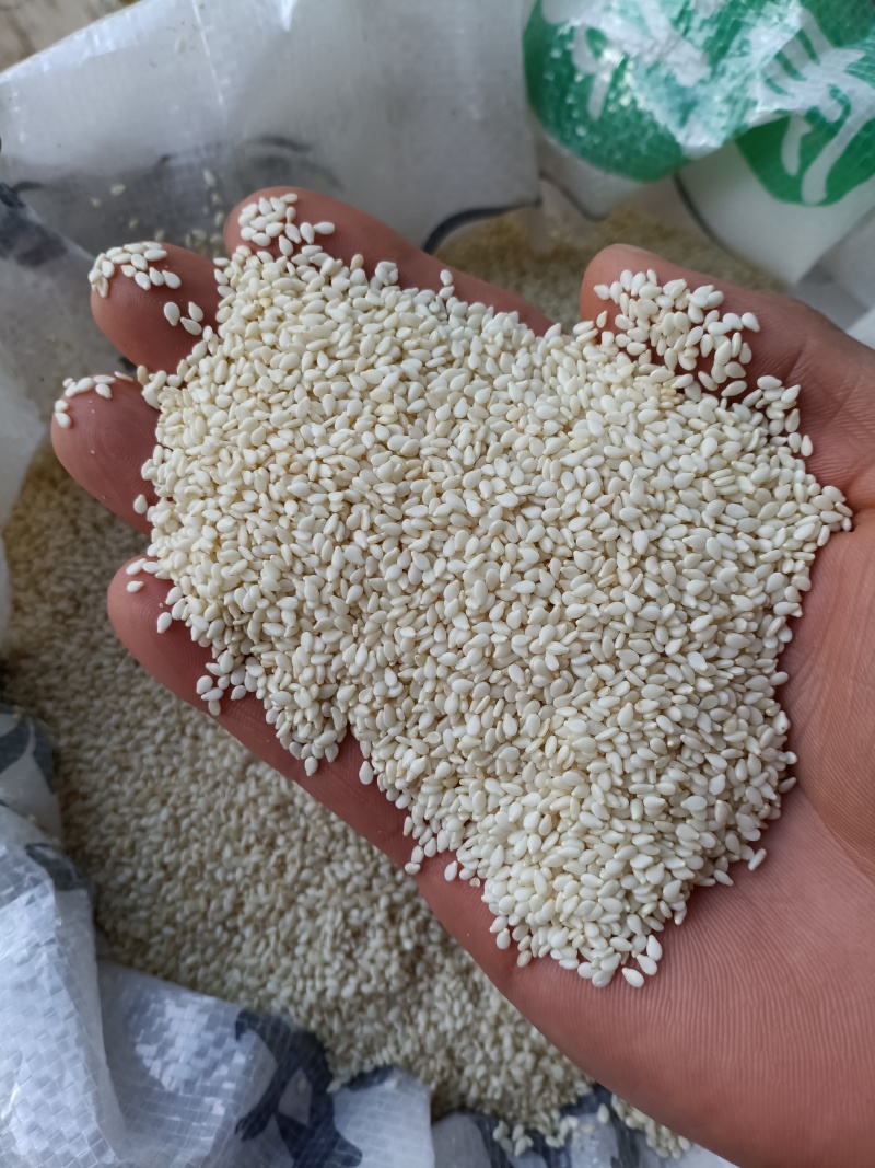 芝麻/虎爷白芝麻/精选好货/批发兼零售，量大可商议，包邮