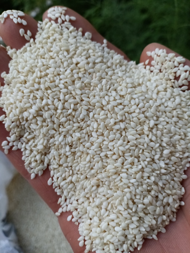 芝麻/虎爷白芝麻/精选好货/批发兼零售，量大可商议，包邮