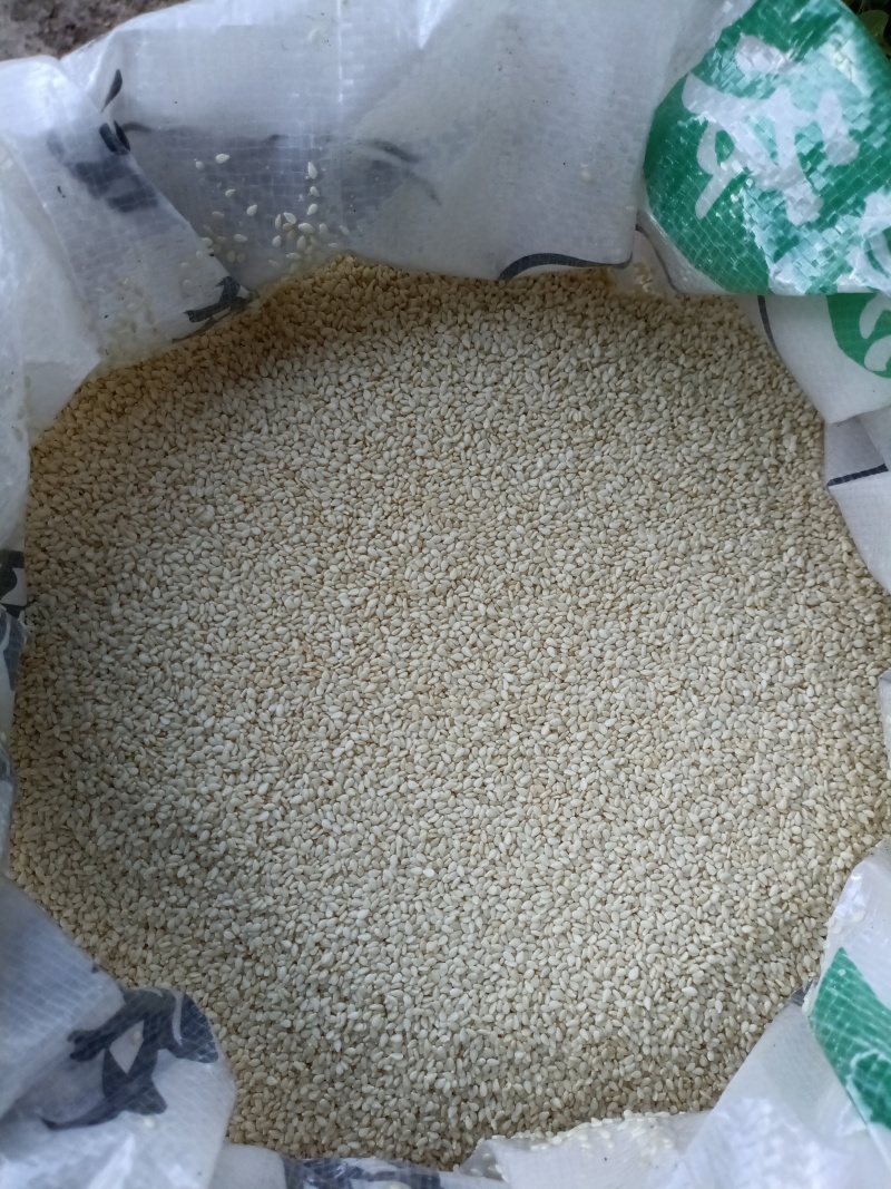 芝麻/虎爷白芝麻/精选好货/批发兼零售，量大可商议，包邮