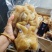 去骨熟牛蹄纯火烧，筋都带着每天新货，屠宰场大公牛蹄实图拍