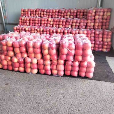 辽宁大连红富士高次果大量货源专业袋子货