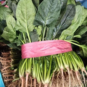 菠菜永年精品大叶菠菜产地直供量大从优随行就市
