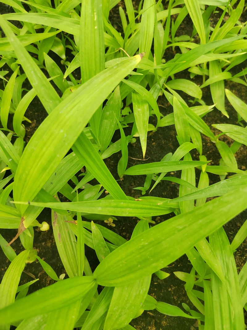 白芨苗直播苗