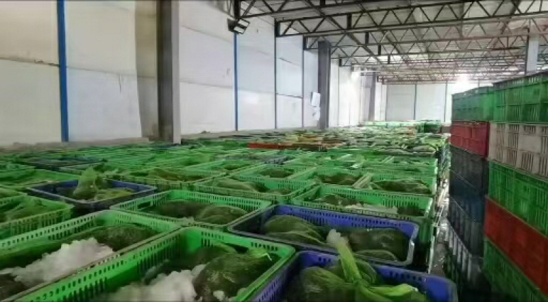 【精品】活牛蛙货源充足质量保证价格美丽