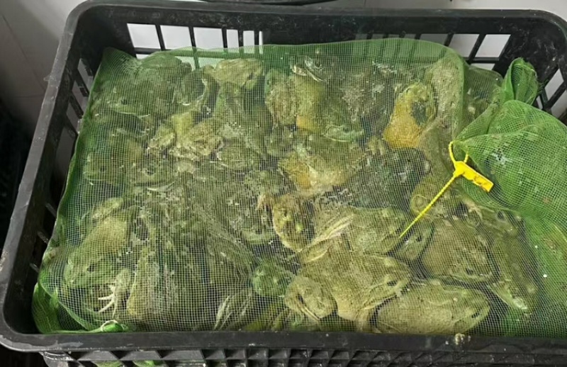 【精品】活牛蛙货源充足质量保证价格美丽