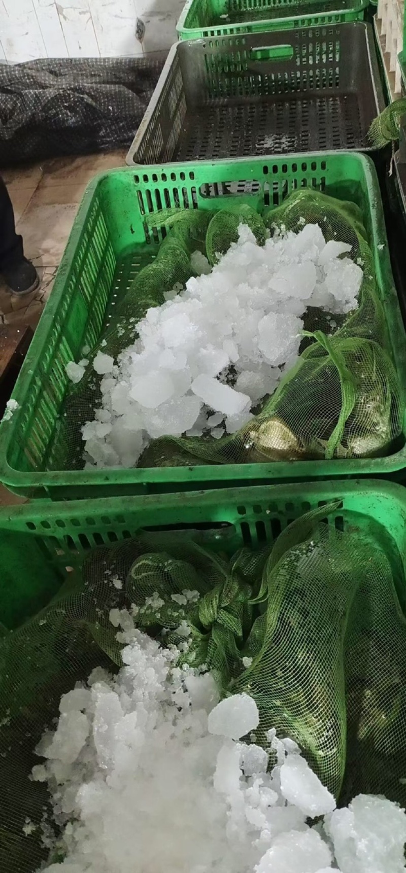 【精品】活牛蛙货源充足质量保证价格美丽