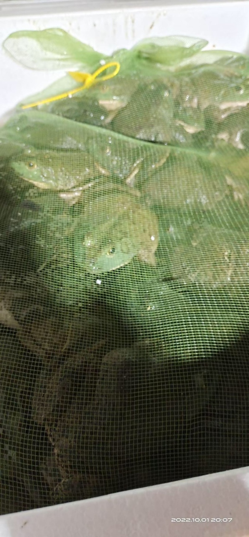 【精品】活牛蛙货源充足质量保证价格美丽