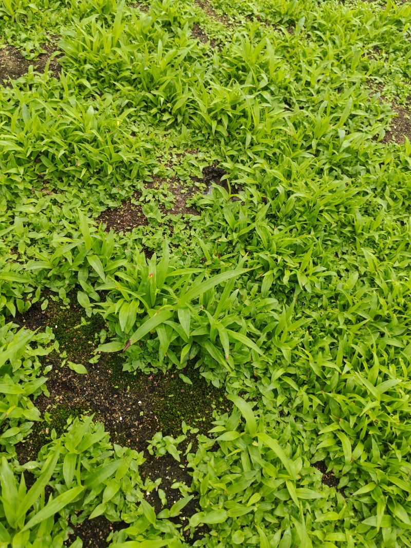 白芨苗直播苗