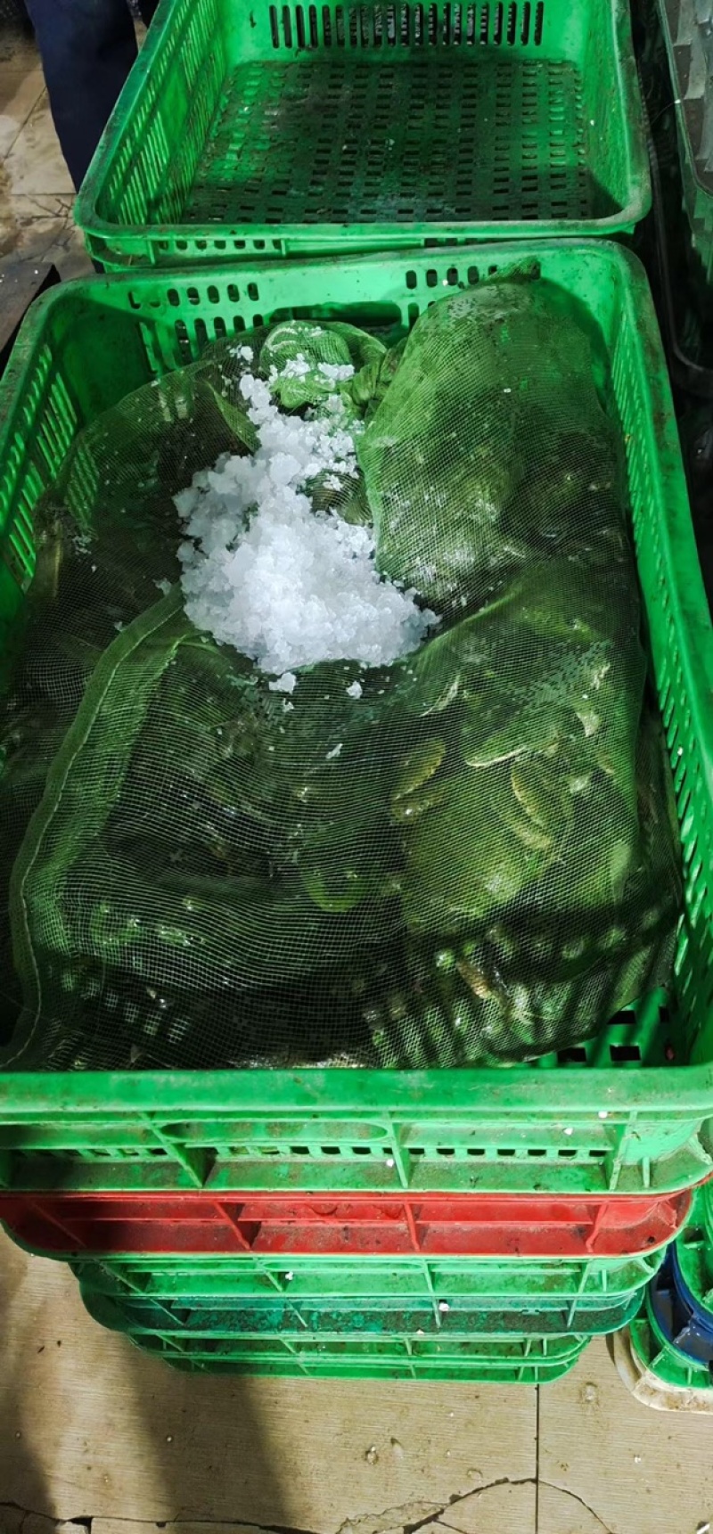 【精品】活牛蛙货源充足质量保证价格美丽