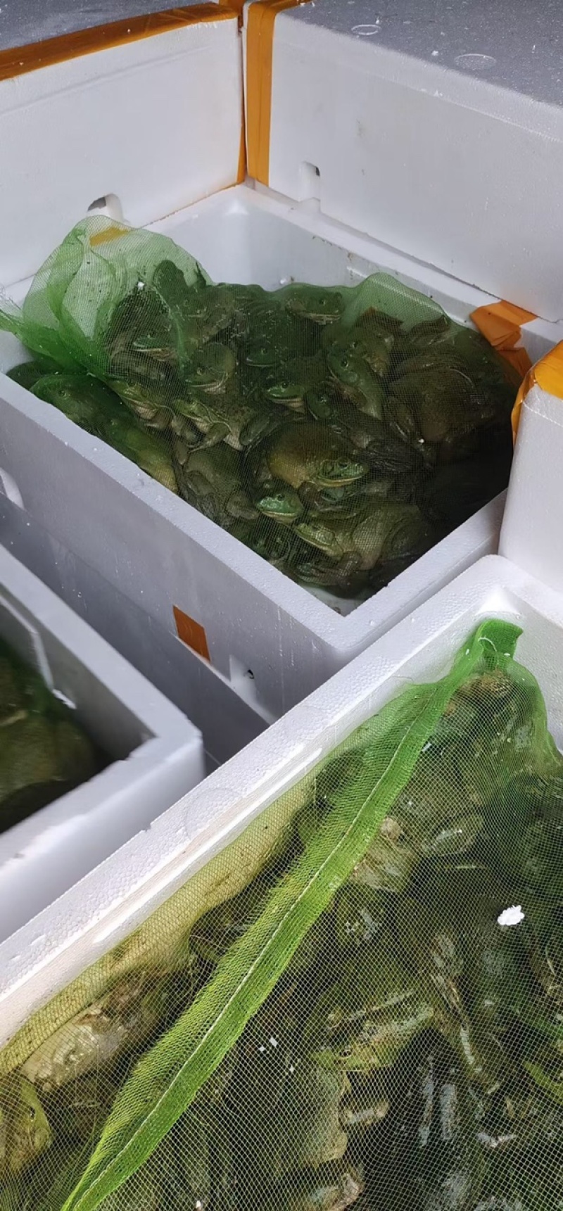 【精品】活牛蛙货源充足质量保证价格美丽