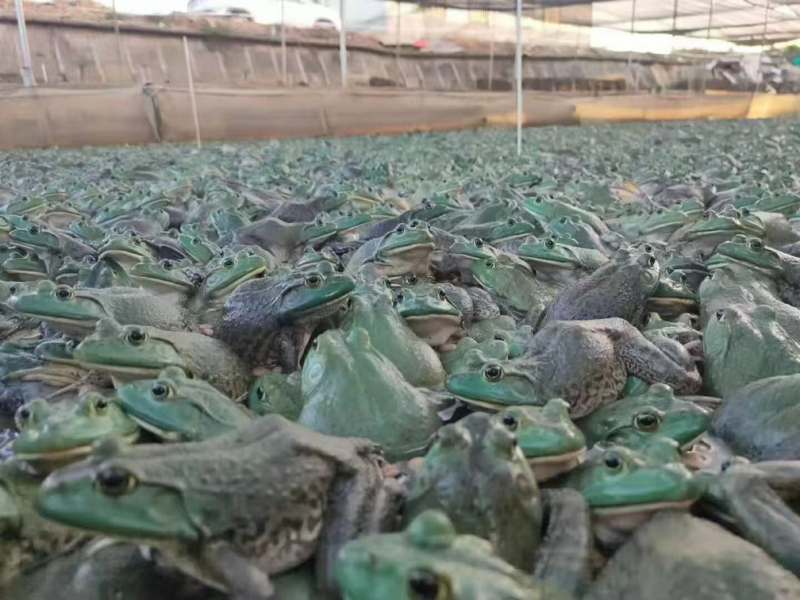 【精品】活牛蛙货源充足质量保证价格美丽